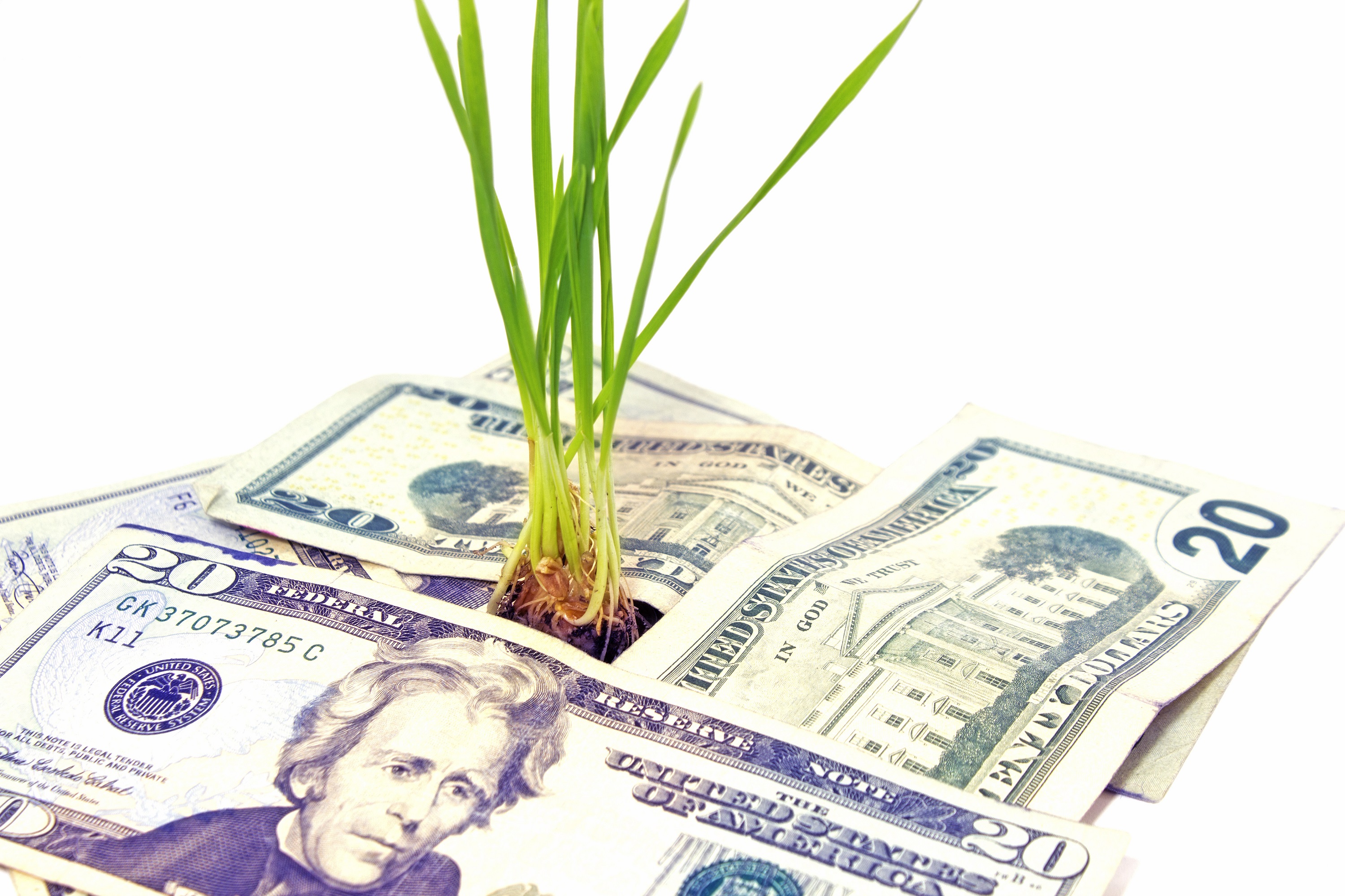 plant grows money